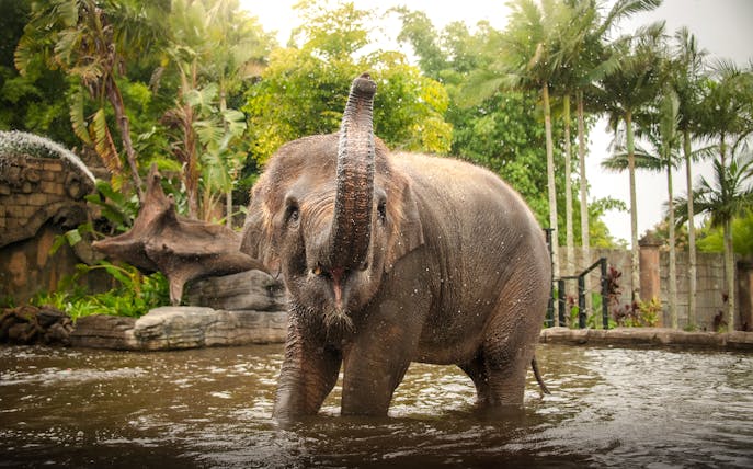 Elephant playing in water at Australia Zoo surrounded by lush greenery.