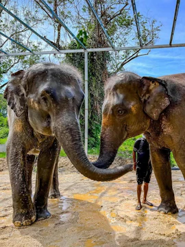 Elephants interacting with a caretaker at Phuket Elephant Care, Thailand.