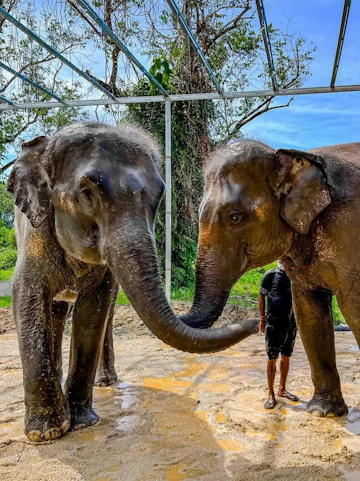 Elephants interacting with a caretaker at Phuket Elephant Care, Thailand.