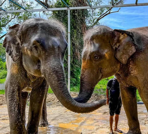 Elephants interacting with a caretaker at Phuket Elephant Care, Thailand.