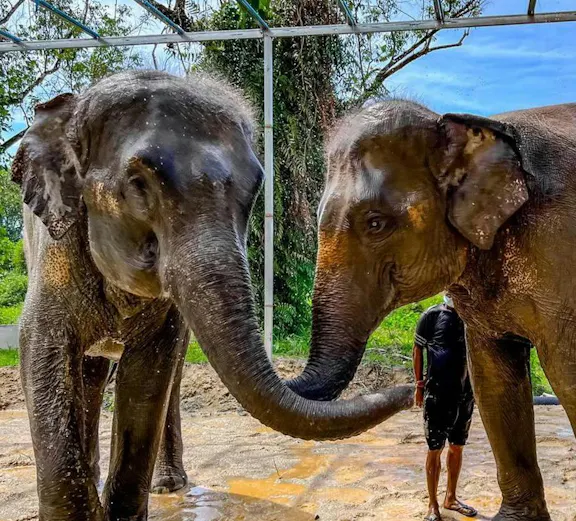 Elephants interacting with a caretaker at Phuket Elephant Care, Thailand.