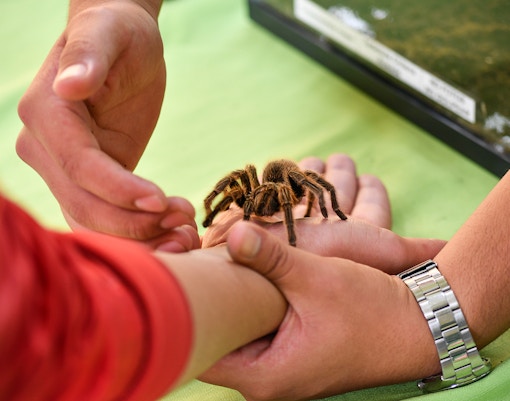 Person holding a tarantula at London Zoo.