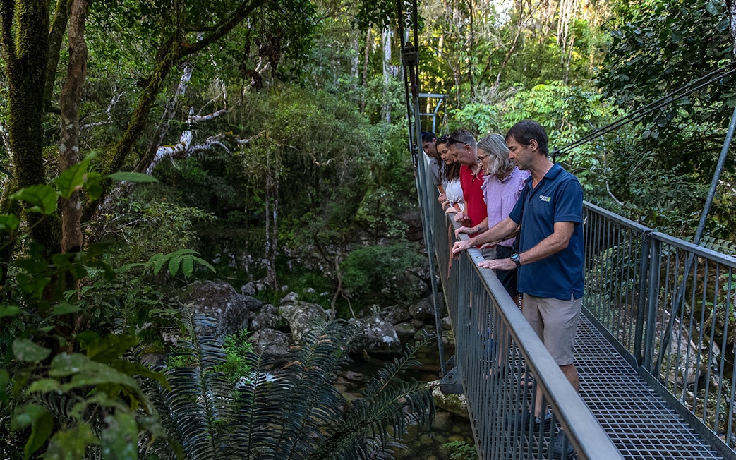 Group on a bridge during a guided Daintree Rainforest tour, observing lush greenery.