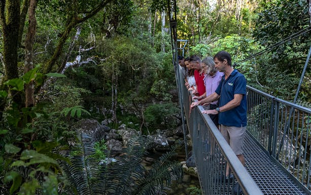 Group on a bridge during a guided Daintree Rainforest tour, observing lush greenery.