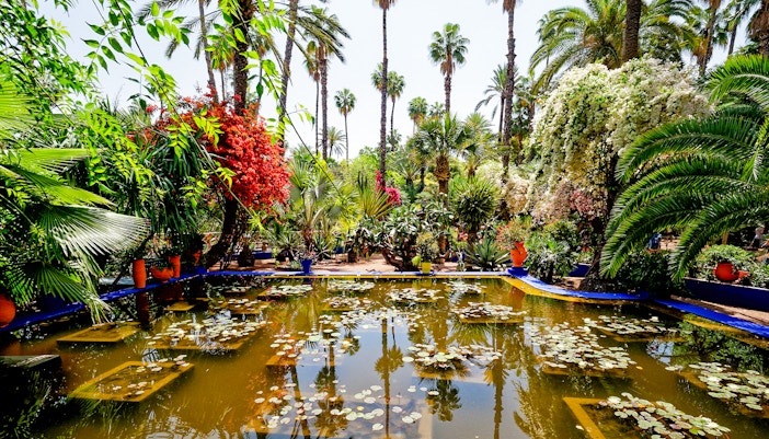 Majorelle Garden in Marrakech with palm trees, vibrant flowers, and a lily pond.