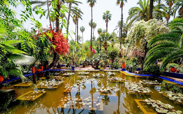 Majorelle Garden in Marrakech with palm trees, vibrant flowers, and a lily pond.