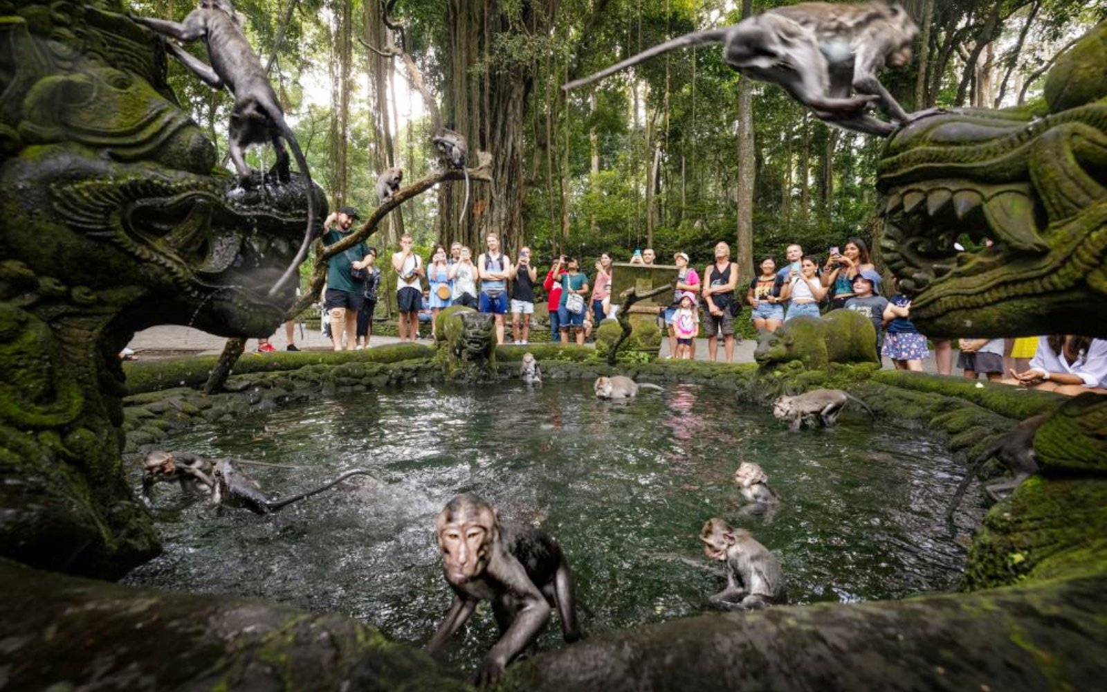Monkeys playing in a pond surrounded by tourists at Sacred Monkey Forest Ubud.