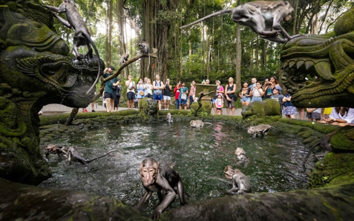 Monkeys playing in a pond surrounded by tourists at Sacred Monkey Forest Ubud.