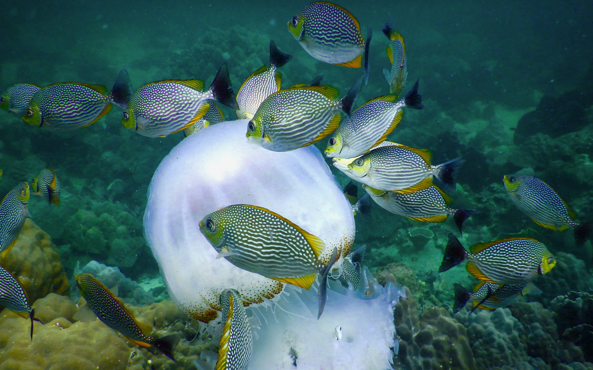 School of fish swimming around a jellyfish in a coral reef.