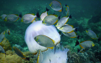 School of fish swimming around a jellyfish in a coral reef.