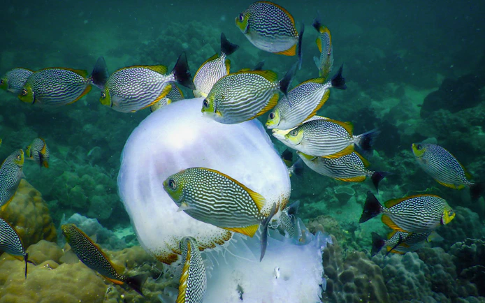 School of fish swimming around a jellyfish in a coral reef.