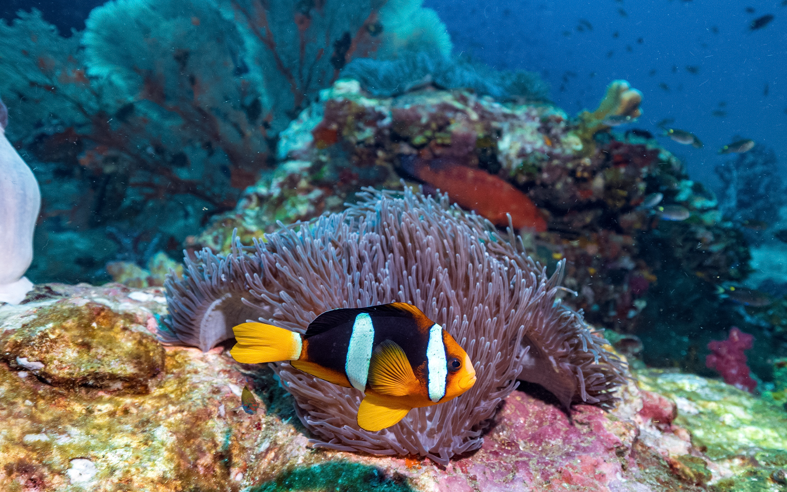 Clownfish swimming near anemone in the coral reef of the Phi Phi Islands.