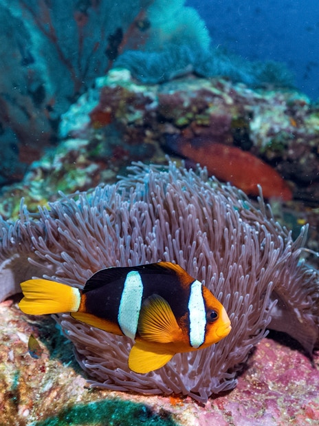 Clownfish swimming near anemone in the coral reef of the Phi Phi Islands.