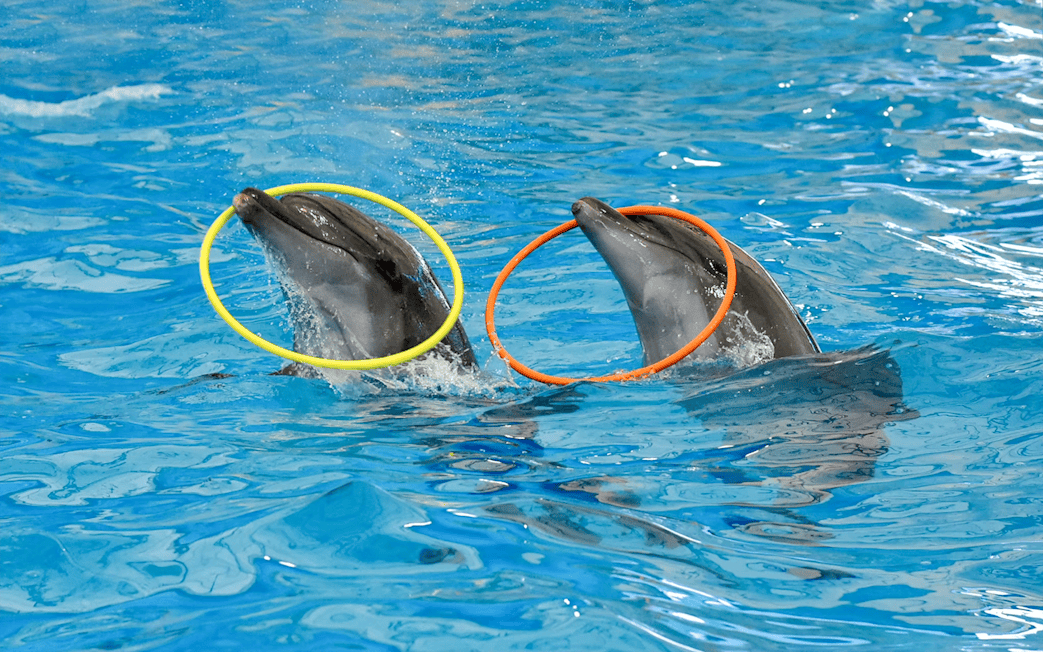 Two dolphins with colorful hoops at Pattaya Dolphinarium, Thailand.