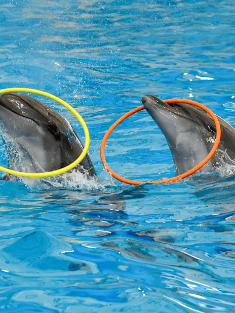 Two dolphins with colorful hoops at Pattaya Dolphinarium, Thailand.