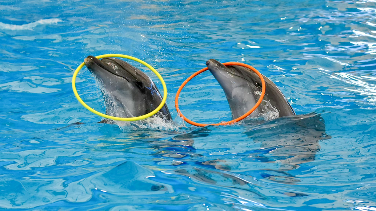 Dolphinarium Pattaya