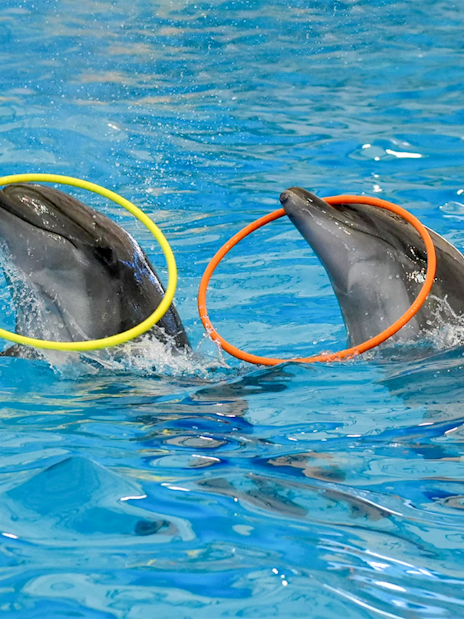 Two dolphins with colorful hoops at Pattaya Dolphinarium, Thailand.