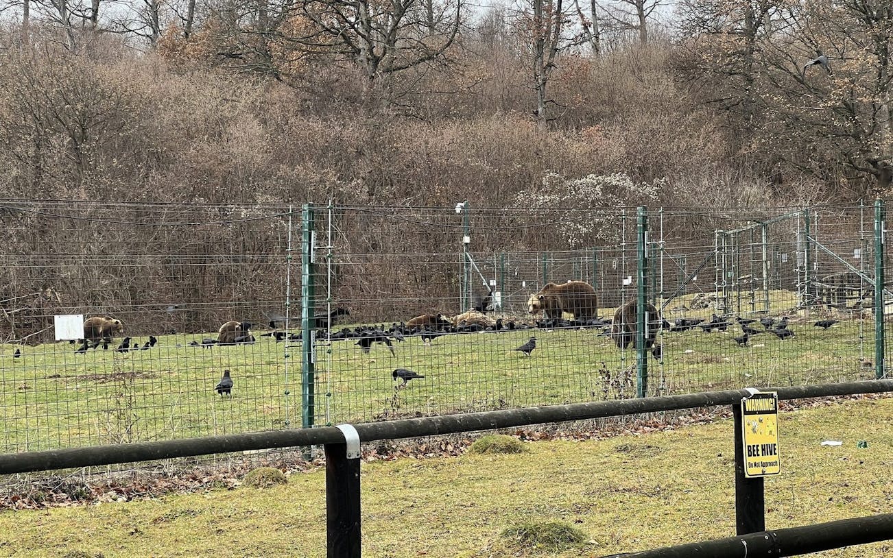 brașov bear sanctuary tour, small group-5