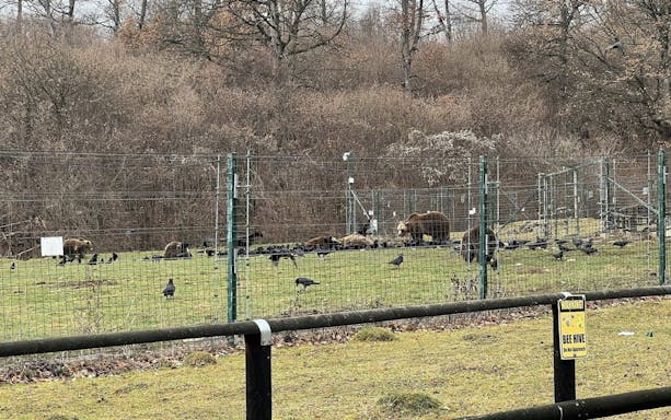 brașov bear sanctuary tour, small group-5