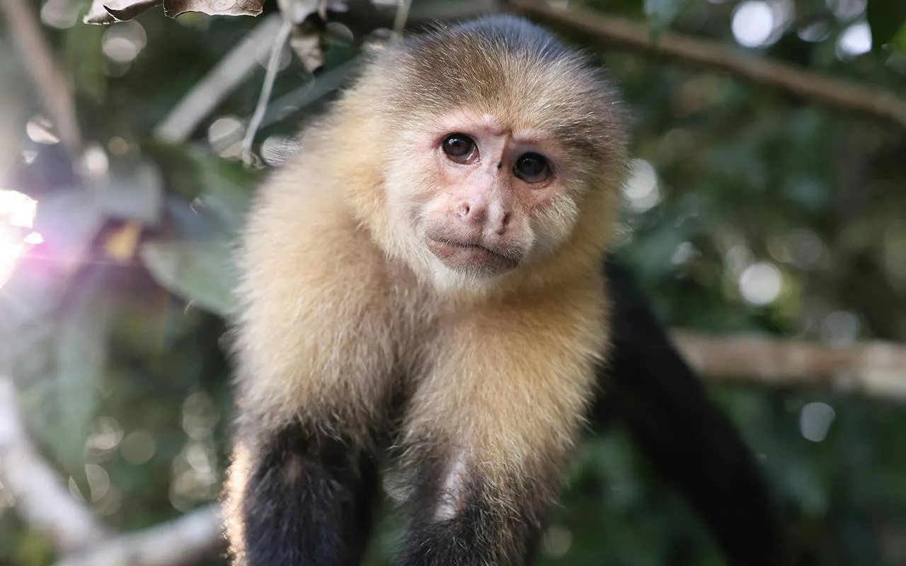 White-faced Capuchin monkey in a lush forest setting.