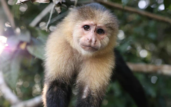 White-faced Capuchin monkey in a lush forest setting.
