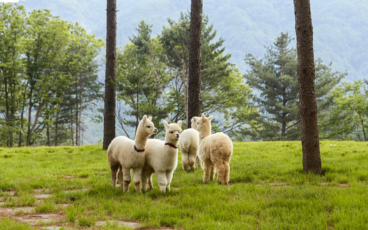 guided day tour of alpaca world and nami island with gangchon railbike ride-3 guided day tour of alpaca world and nami island with gangchon railbike ride-3