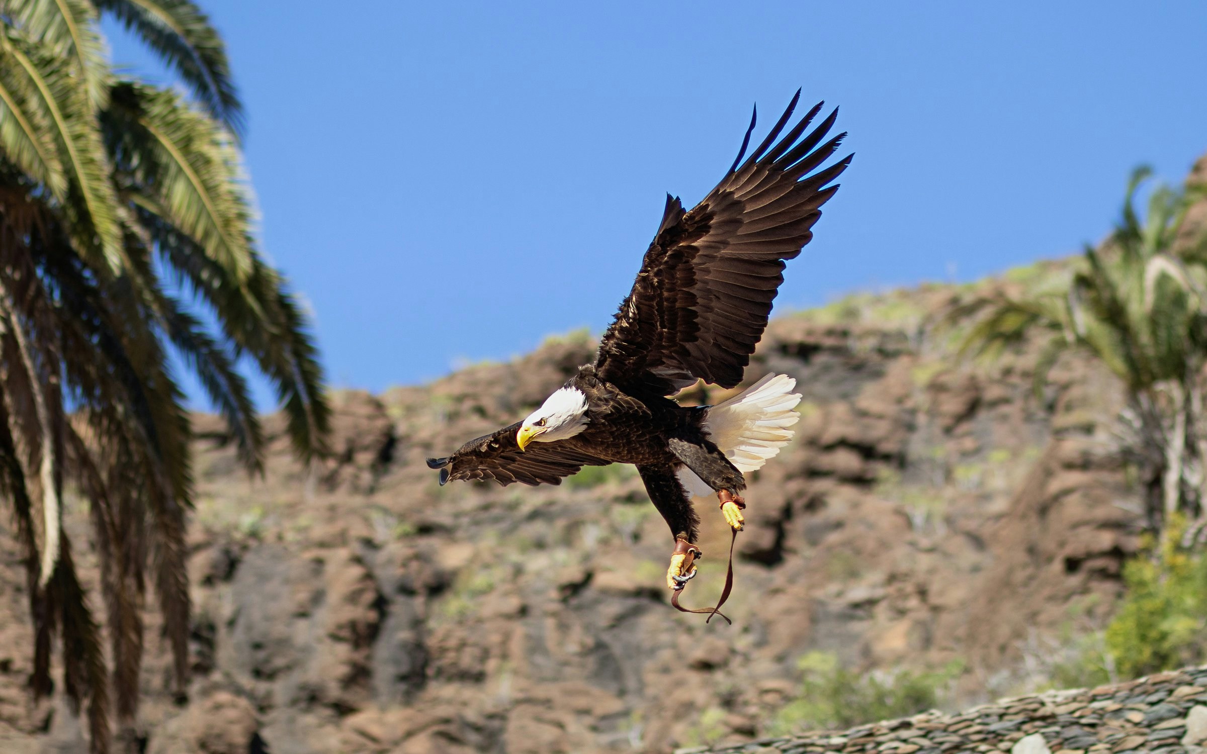 American Bald Eagle landing at Palmitos Park, Gran Canaria with rocky backdrop.
