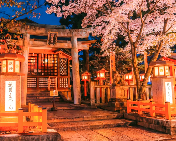 Kyoto Cherry Blossom Night Tour: Hanami, Maruyama Park, Izakaya, and Yasaka Shrine