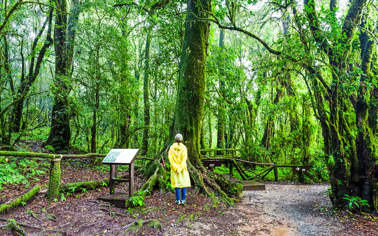Person in yellow raincoat exploring Angka Nature Trail in lush forest.