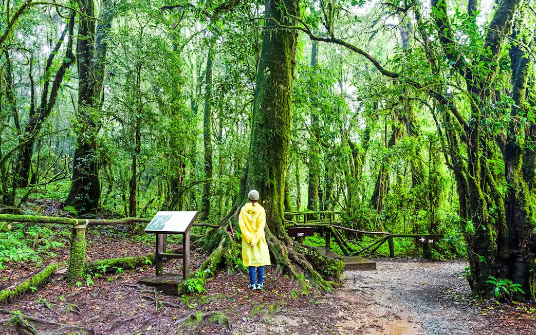 Person in yellow raincoat exploring Angka Nature Trail in lush forest.