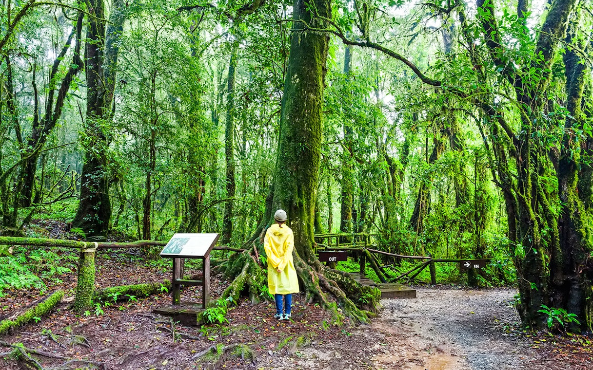 Person in yellow raincoat exploring Angka Nature Trail in lush forest.