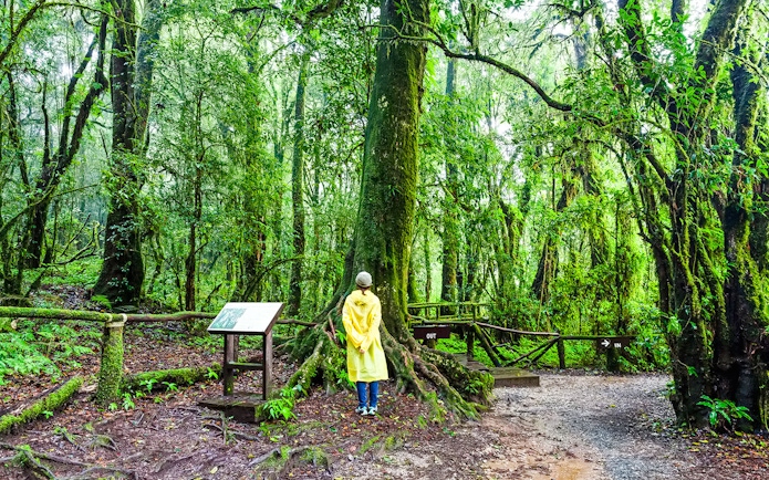 Person in yellow raincoat exploring Angka Nature Trail in lush forest.