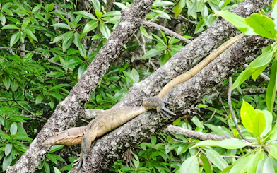 Kilim Geoforest Park Mangrove Boat Tour with Lunch and Hotel Transfers