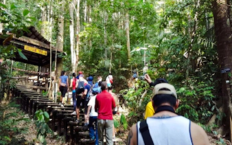 desde kuala lumpur: excursión privada de un día al parque nacional de taman negara con paseo por las copas de los árboles-7