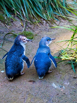Phillip Island Penguin Parade with two little penguins walking on a sandy path.