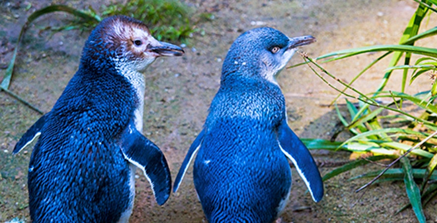 Desfile de pingüins em Phillip Island