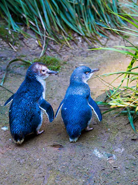 Phillip Adası Penguen Geçidi