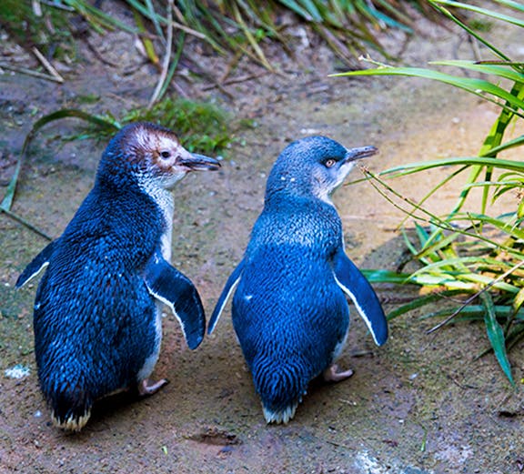Phillip Island Penguin Parade with two little penguins walking on a sandy path.