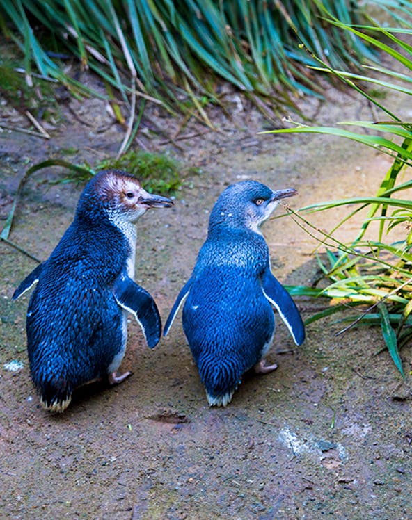 Phillip Island Penguin Parade with two little penguins walking on a sandy path.