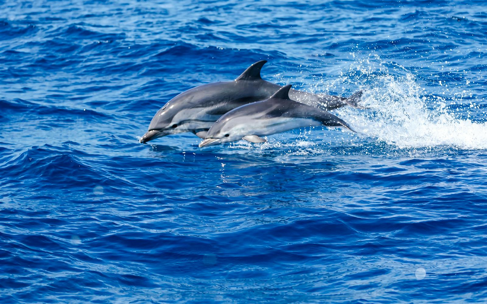 Dolphins leaping in the water during a Monaco boat tour.
