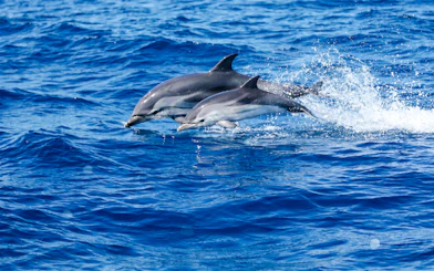 Dolphins leaping in the water during a Monaco boat tour.