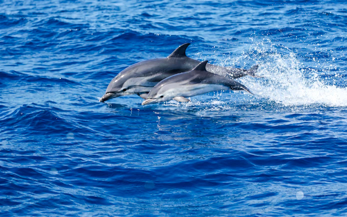 Dolphins leaping in the water during a Monaco boat tour.
