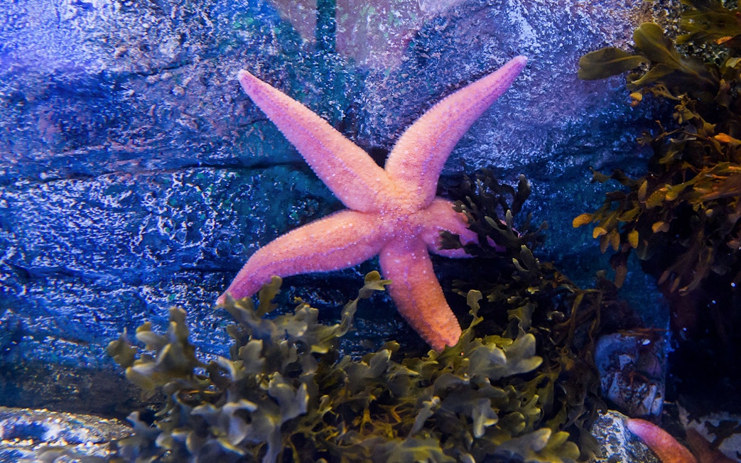 Starfish among seaweed at SEA LIFE London Aquarium.