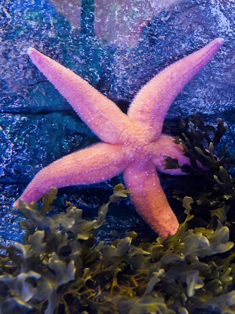 Starfish among seaweed at SEA LIFE London Aquarium.