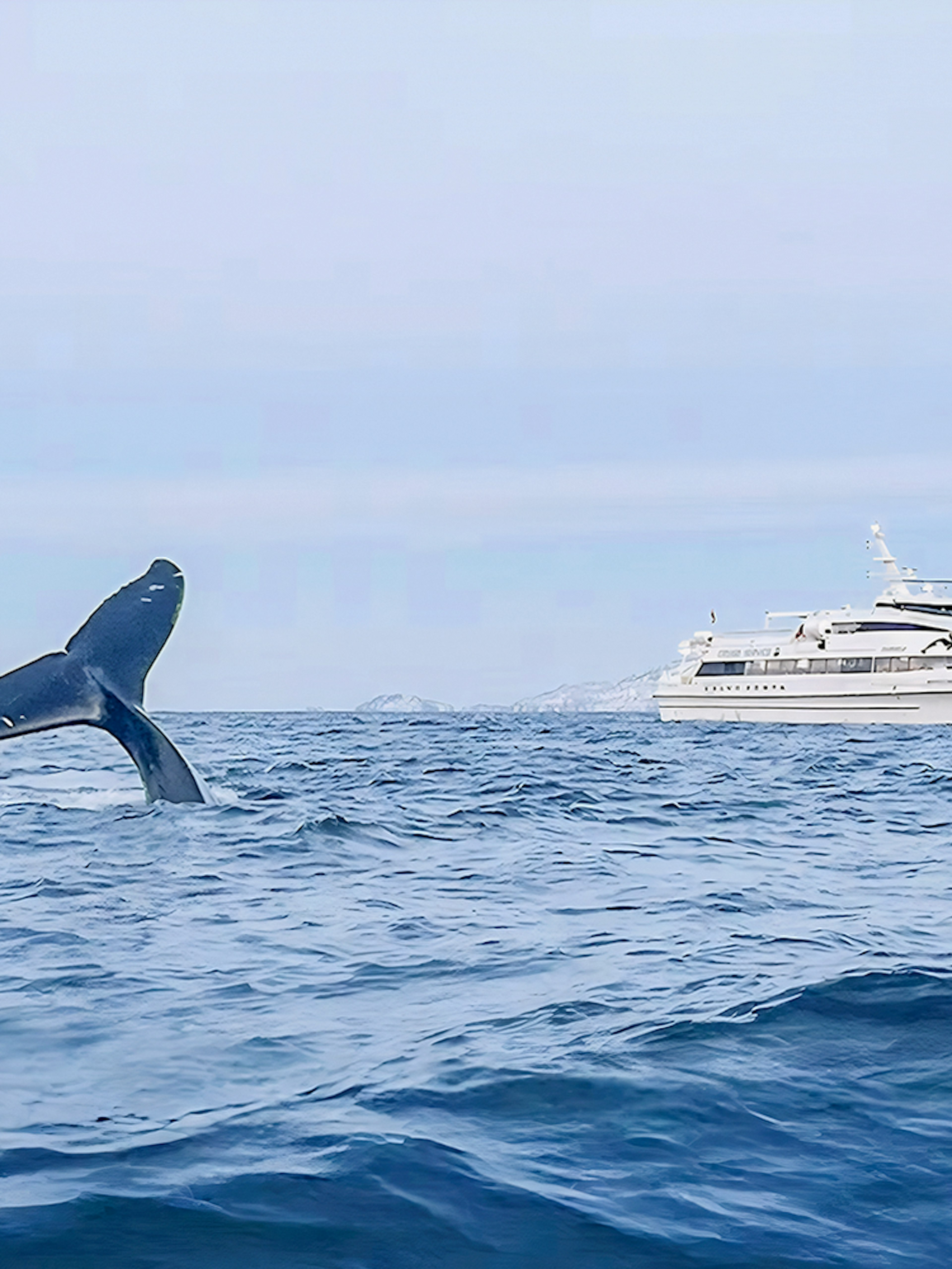 Whale tail near motor catamaran during whale watching tour in open ocean.