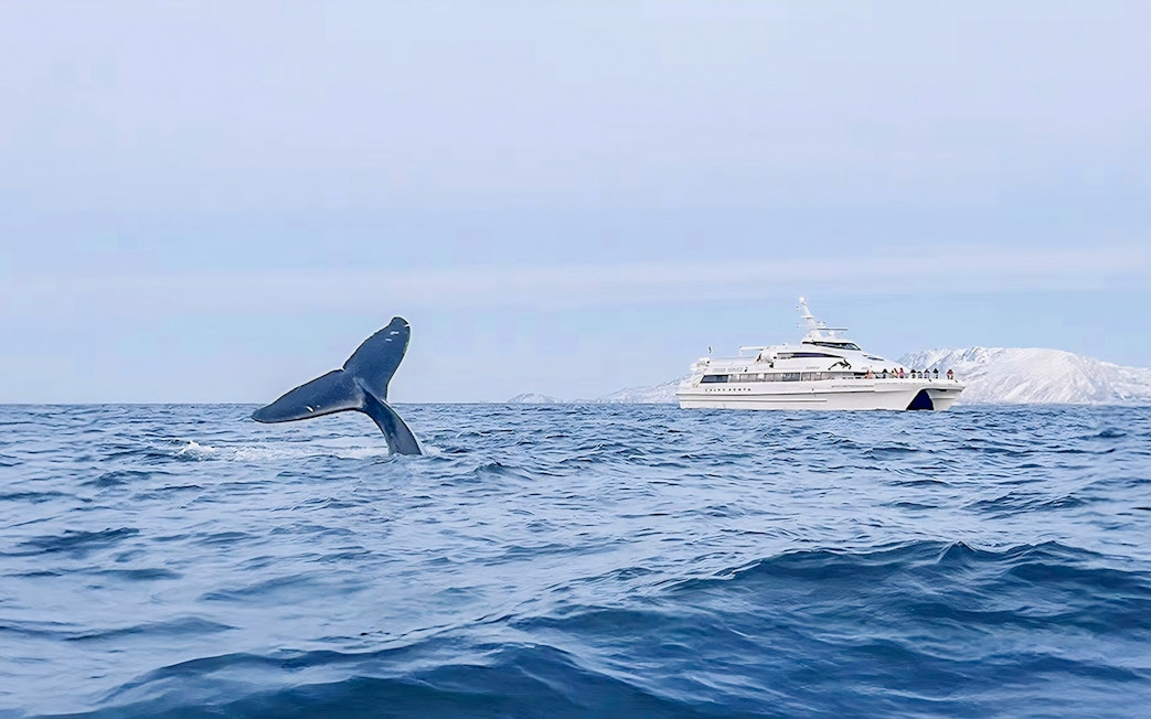 Whale tail near motor catamaran during whale watching tour in open ocean.