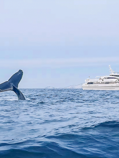 Whale tail near motor catamaran during whale watching tour in open ocean.