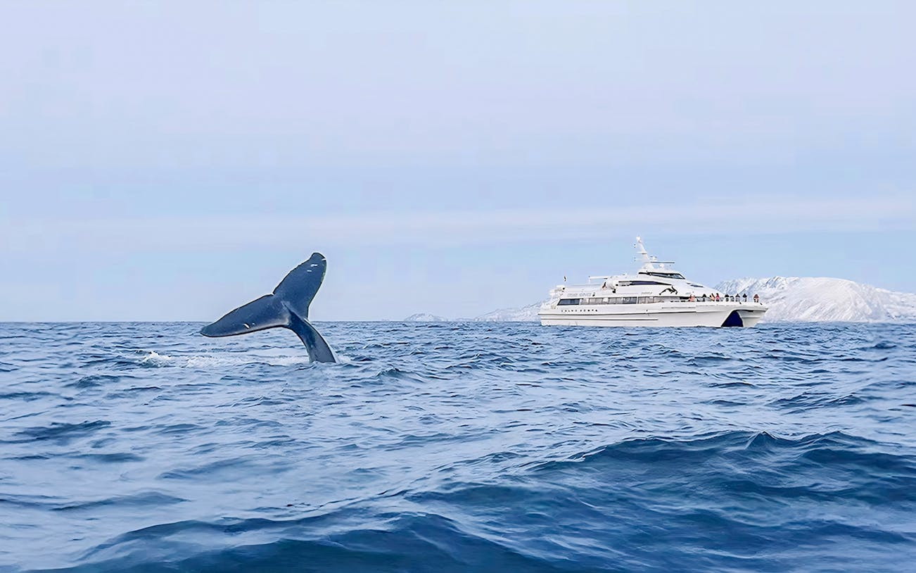 Whale tail near motor catamaran during whale watching tour in open ocean.
