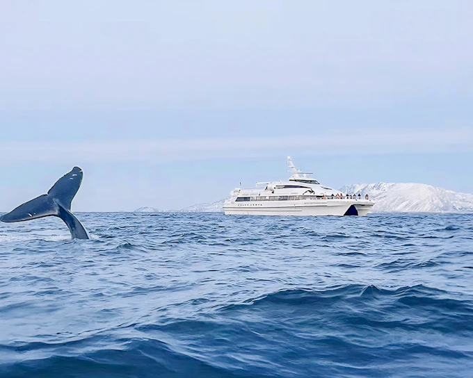 From Tromso: Whale Watching Tour On Motor Catamaran