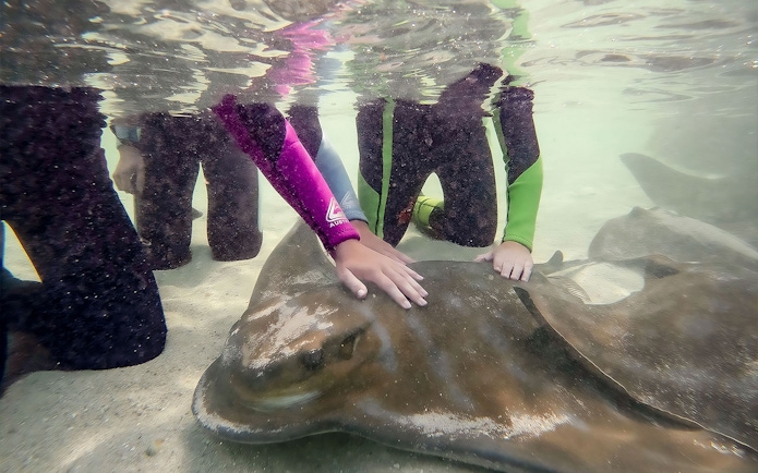 Children interacting with a stingray underwater at Irukandji, Australia.